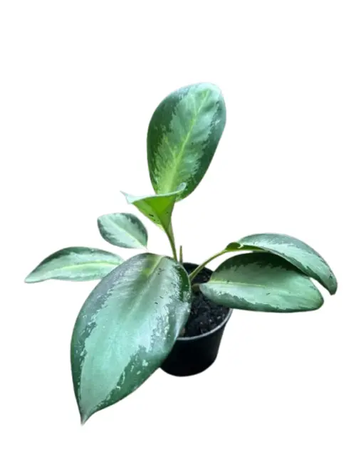 Aglaonema Silver Bay plant with large silvery-green leaves in a black pot – stylish indoor plant for homes and offices in Pakistan