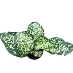 AGLAONEMA SNOW WHITE INDOOR PLANT