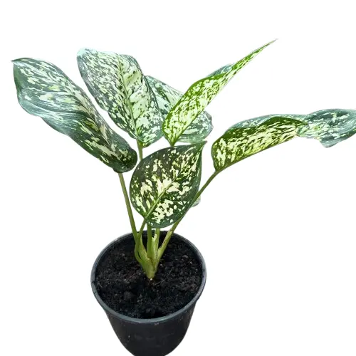 Aglaonema Snow White indoor plant with green and white speckled leaves in a decorative pot – perfect for low-light spaces in Pakistani homes