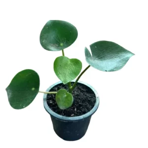 Healthy Pilea Peperomioides plant in decorative indoor pot – Chinese Money Plant from SeedBeej.pk