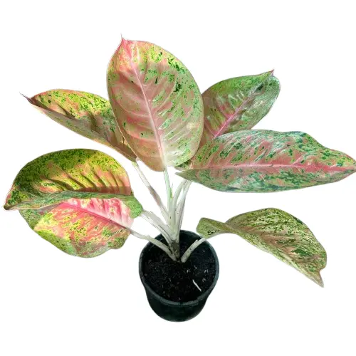 Aglaonema Pink Dot indoor plant with green leaves dotted with pink patterns in a white pot – ideal for stylish indoor décor in Pakistan