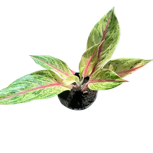 Aglonema
