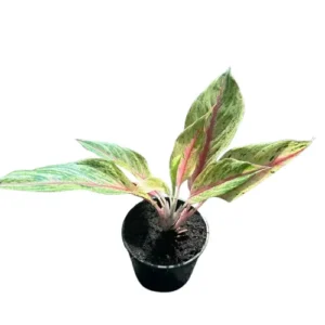 Aglonema