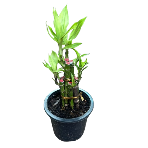 Lucky Bamboo plant in glass vase for indoor use in Pakistani home or office