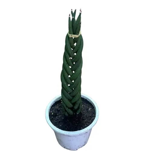 Lucky Bamboo plant in glass vase for indoor use in Pakistani home or office