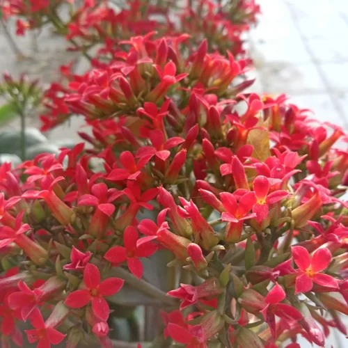 Clerodendrum Red Vine young plant with glossy green leaves – SeedBeej.pk