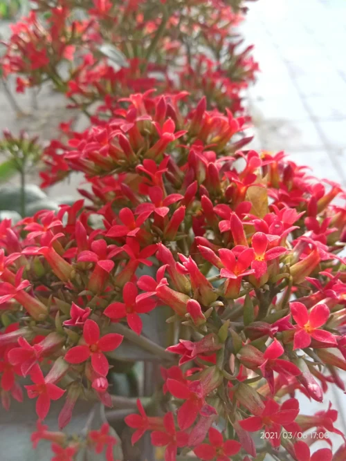 Clerodendrum Red Vine young plant with glossy green leaves – SeedBeej.pk