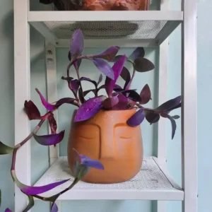 Tradescantia pallida Purple Heart Plant for indoor pots and outdoor landscaping