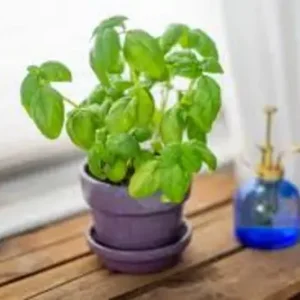 Basil Plant