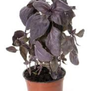 Red Basil Plant