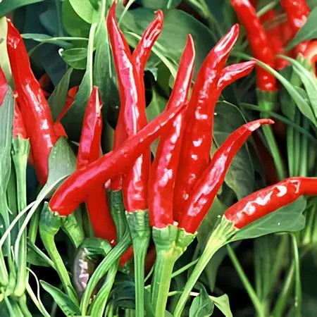 High-yield upright chilli hybrid plants with fresh red pods