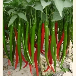Balcony gardening long chilli hybrid variety