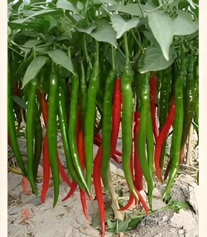 Balcony gardening long chilli hybrid variety