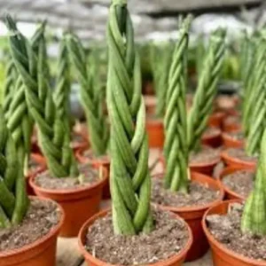 Braided Sansevieria Cylindrica indoor plant in decorative pot for Pakistani homes