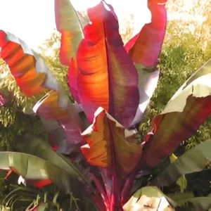 Ornamental Red Banana Plant with green leaves and red trunk – SeedBeej.pk
