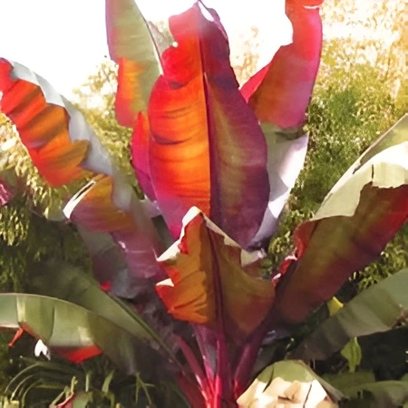 Ornamental Red Banana Plant with green leaves and red trunk – SeedBeej.pk