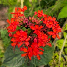 Clerodendrum Red Vine young plant with glossy green leaves – SeedBeej.pk