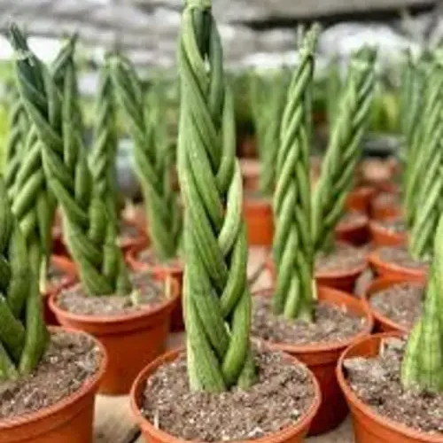 Braided Sansevieria Cylindrica indoor plant in decorative pot for Pakistani homes