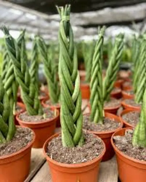 Braided Sansevieria Cylindrica indoor plant in decorative pot for Pakistani homes