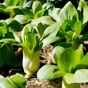 Fresh bok choy plants growing in a home garden – SeedBeej.pk