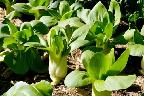 Fresh bok choy plants growing in a home garden – SeedBeej.pk