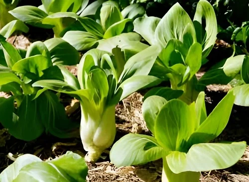 Fresh bok choy plants growing in a home garden – SeedBeej.pk