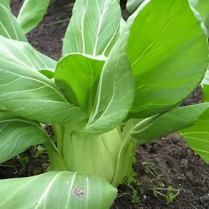 Premium bok choy seeds for kitchen garden in Pakistan
