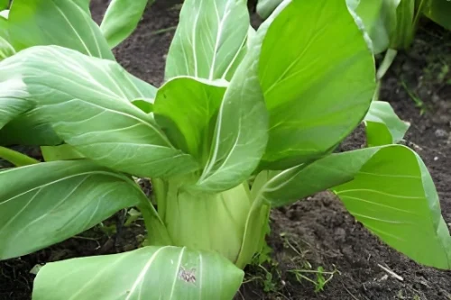Premium bok choy seeds for kitchen garden in Pakistan