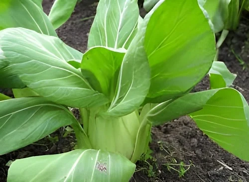 Premium bok choy seeds for kitchen garden in Pakistan