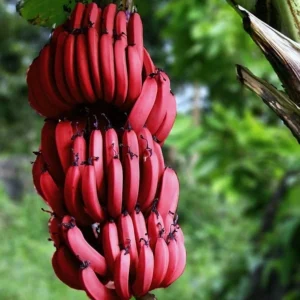 Red Sunshine Banana Hybrid F1 Plant – Healthy 2–3 feet tall plant for sale in Pakistan
