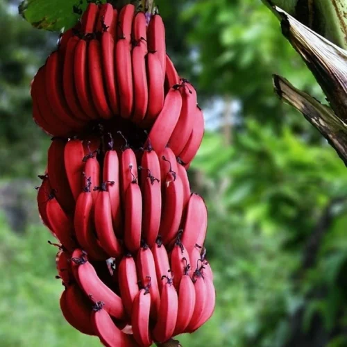 Red Sunshine Banana Hybrid F1 Plant – Healthy 2–3 feet tall plant for sale in Pakistan