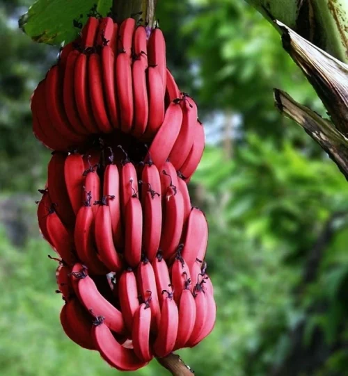 Red Sunshine Banana Hybrid F1 Plant – Healthy 2–3 feet tall plant for sale in Pakistan