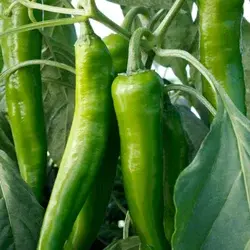 Chilli 410 hybrid F1 pods growing on a healthy plant