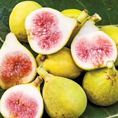 Healthy Turkish White Fig Plant 2–3 feet for home garden – SeedBeej.pk