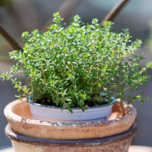 Thyme Plant