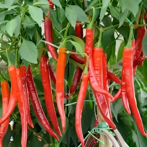 Chilli Upshoot Hybrid F1 Seeds growing upright in a kitchen garden