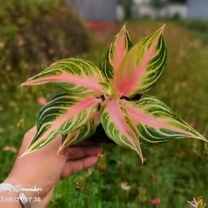 Aglaonema Red Sunset (Chinese Evergreen – Decorative Indoor Plant)