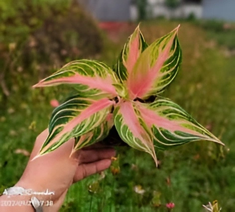 Aglaonema Red Sunset (Chinese Evergreen – Decorative Indoor Plant)
