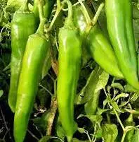 Chilli 410 hybrid F1 pods growing on a healthy plant