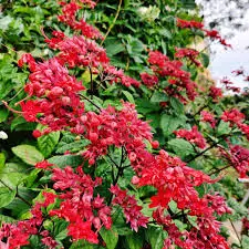 Red flowering Clerodendrum creeper plant for home garden – SeedBeej.pk