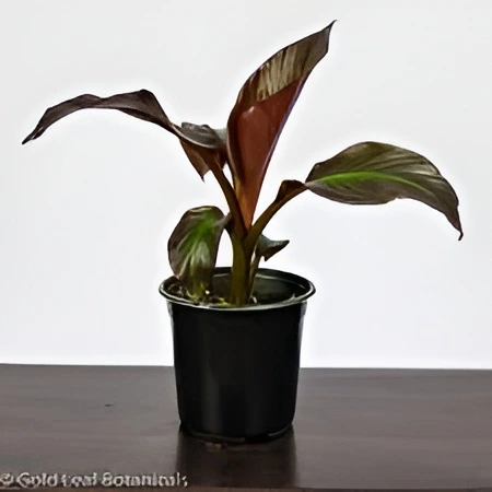 Red Sunshine Banana Hybrid F1 Plant – Healthy 2–3 feet tall plant for sale in Pakistan