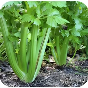 Fresh green celery plant growing from seeds in a garden – SeedBeej.pk