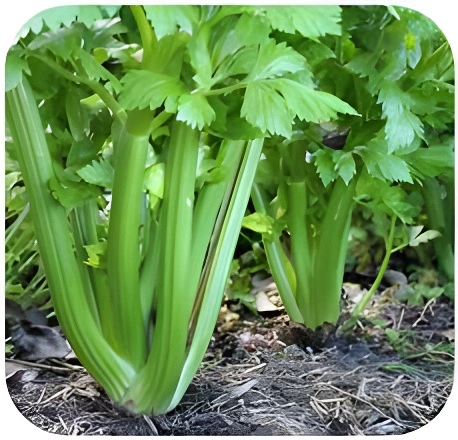 Fresh green celery plant growing from seeds in a garden – SeedBeej.pk