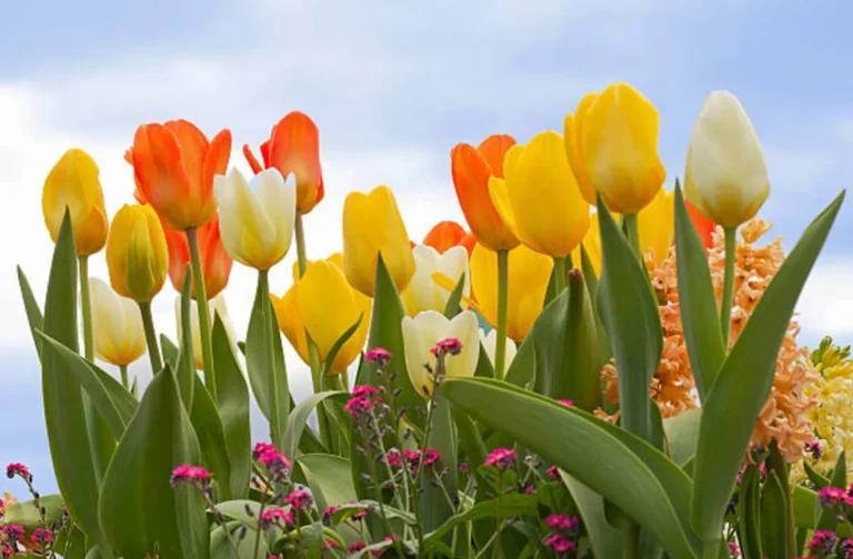 istockphoto 155628694 612x612 1 now buy online in Pakistan at seed beej