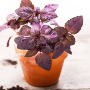Red basil plant with vibrant purple leaves growing in a garden pot under full sun in Pakistan
