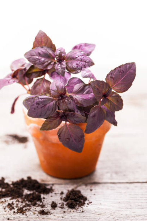 Red basil plant with vibrant purple leaves growing in a garden pot under full sun in Pakistan