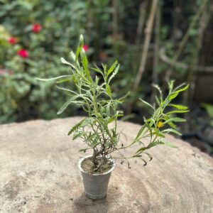 Lavender plant in bloom with purple flowers grown in Pakistani home garden