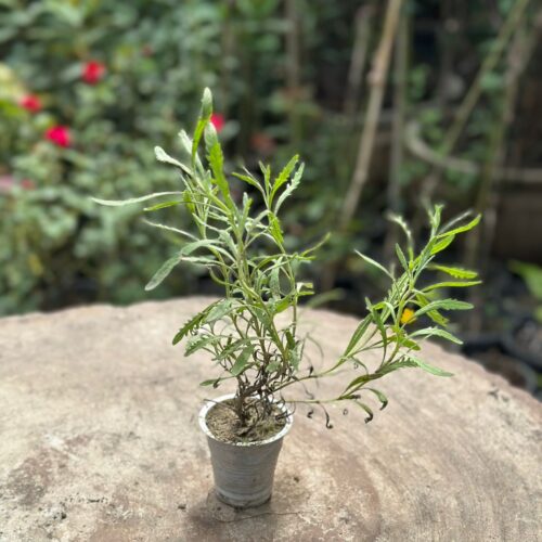Lavender plant in bloom with purple flowers grown in Pakistani home garden