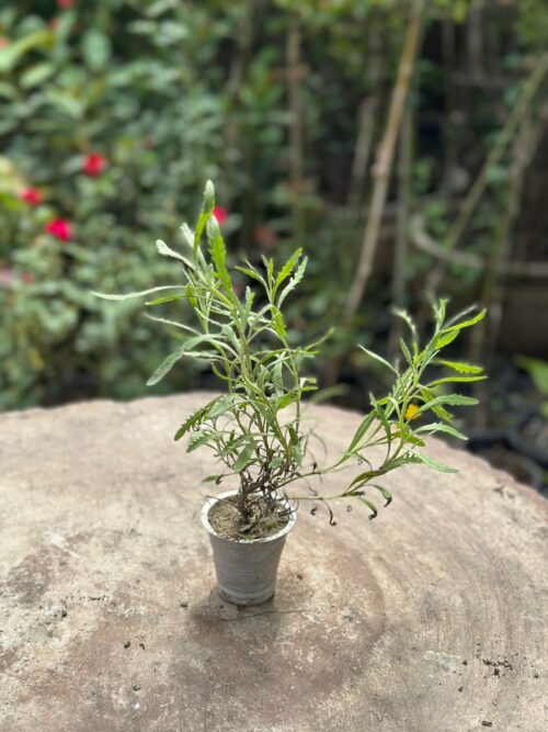 Lavender plant in bloom with purple flowers grown in Pakistani home garden