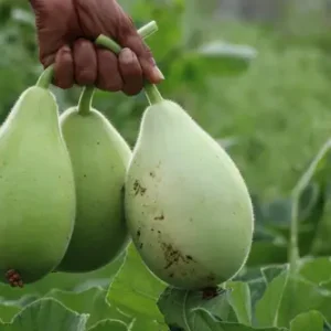 Fresh bottle gourd grown from premium seeds in Pakistan home garden
